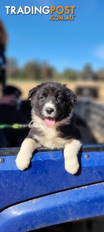 Border Collie Puppies