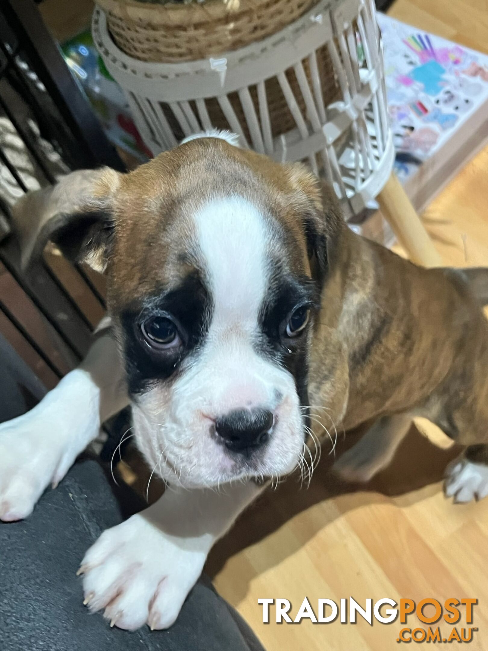 Purebred Boxer Puppies