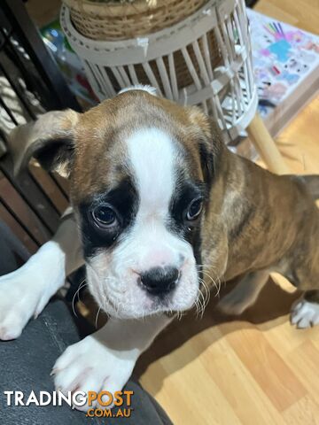 Purebred Boxer Puppies