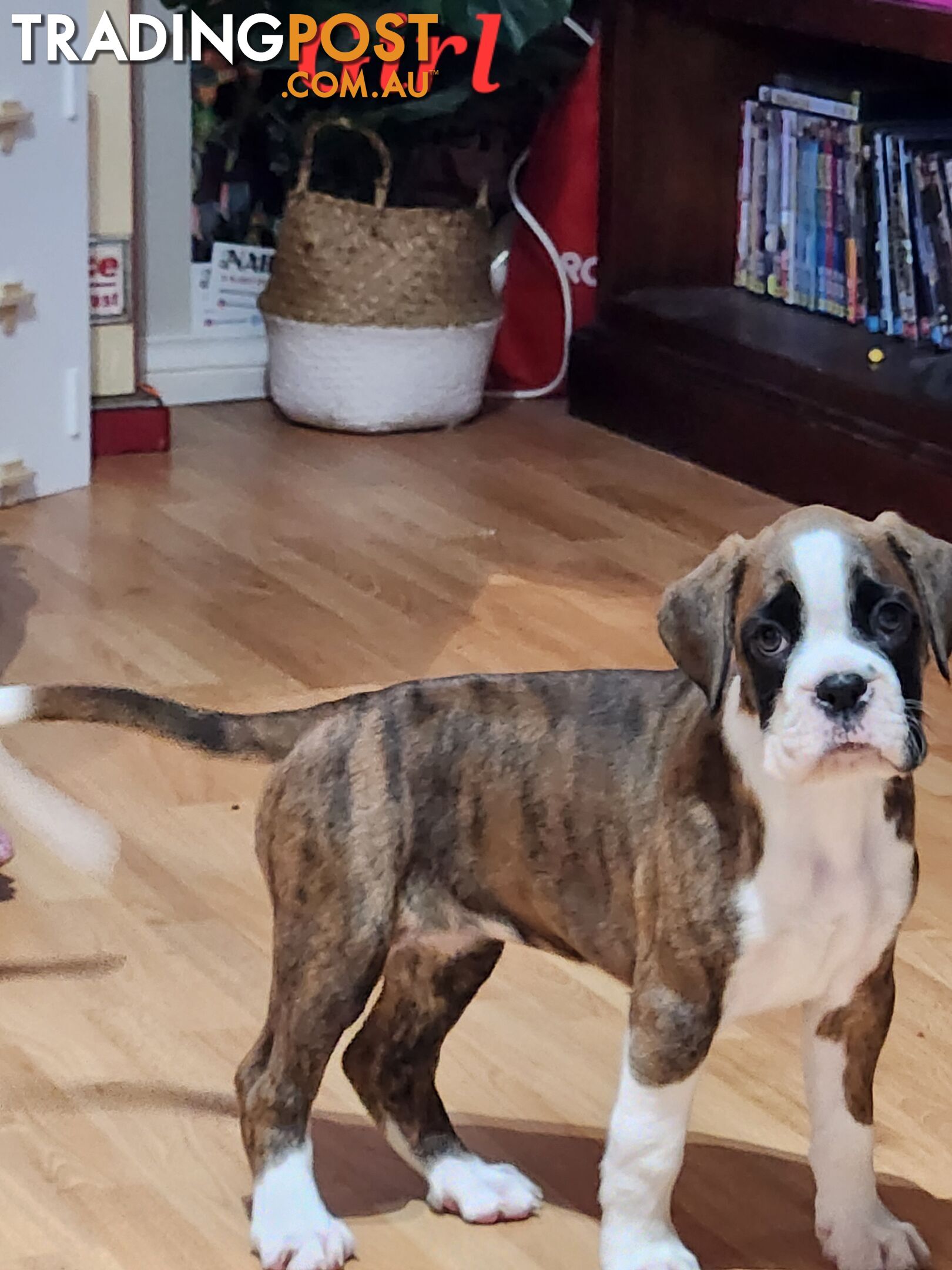 Purebred Boxer Puppies