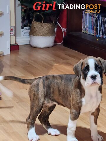 Purebred Boxer Puppies