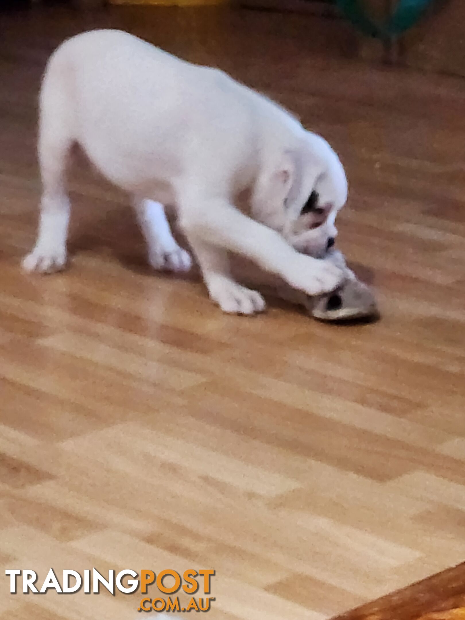 Purebred Boxer Puppies