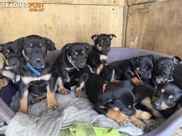 Kelpie Pups