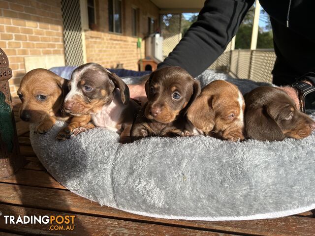 Miniature Daschund Puppies