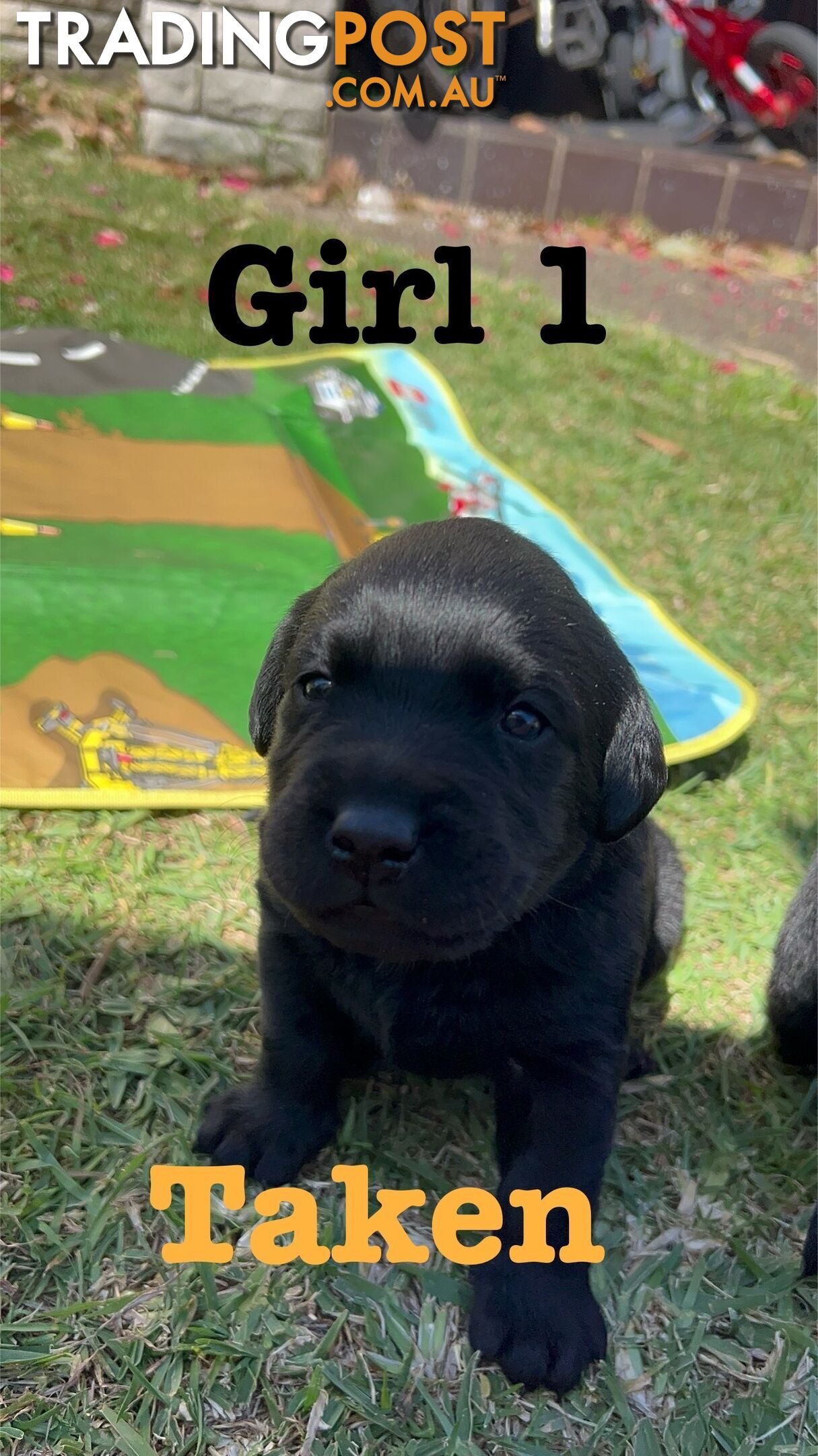 Expressions of interest for beautiful Labrador puppies!!!