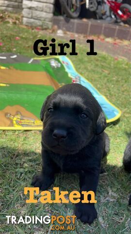 Expressions of interest for beautiful Labrador puppies!!!