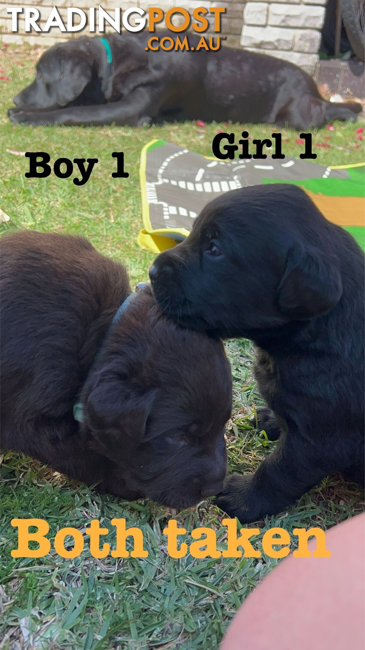 Expressions of interest for beautiful Labrador puppies!!!