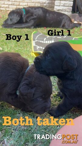 Expressions of interest for beautiful Labrador puppies!!!