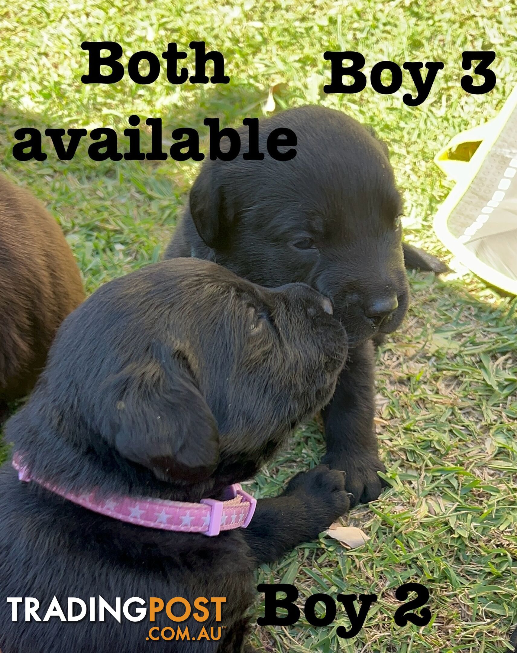 Expressions of interest for beautiful Labrador puppies!!!