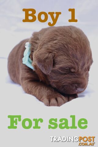 Expressions of interest for beautiful Labrador puppies!!!