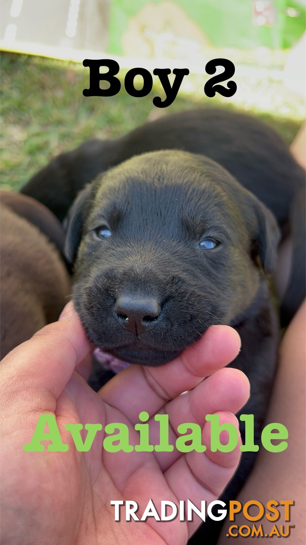 Expressions of interest for beautiful Labrador puppies!!!