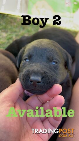 Expressions of interest for beautiful Labrador puppies!!!