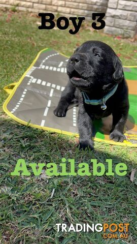 Expressions of interest for beautiful Labrador puppies!!!