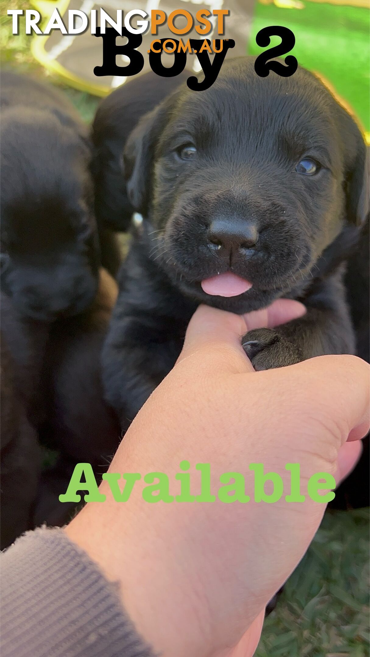 Expressions of interest for beautiful Labrador puppies!!!