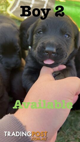 Expressions of interest for beautiful Labrador puppies!!!