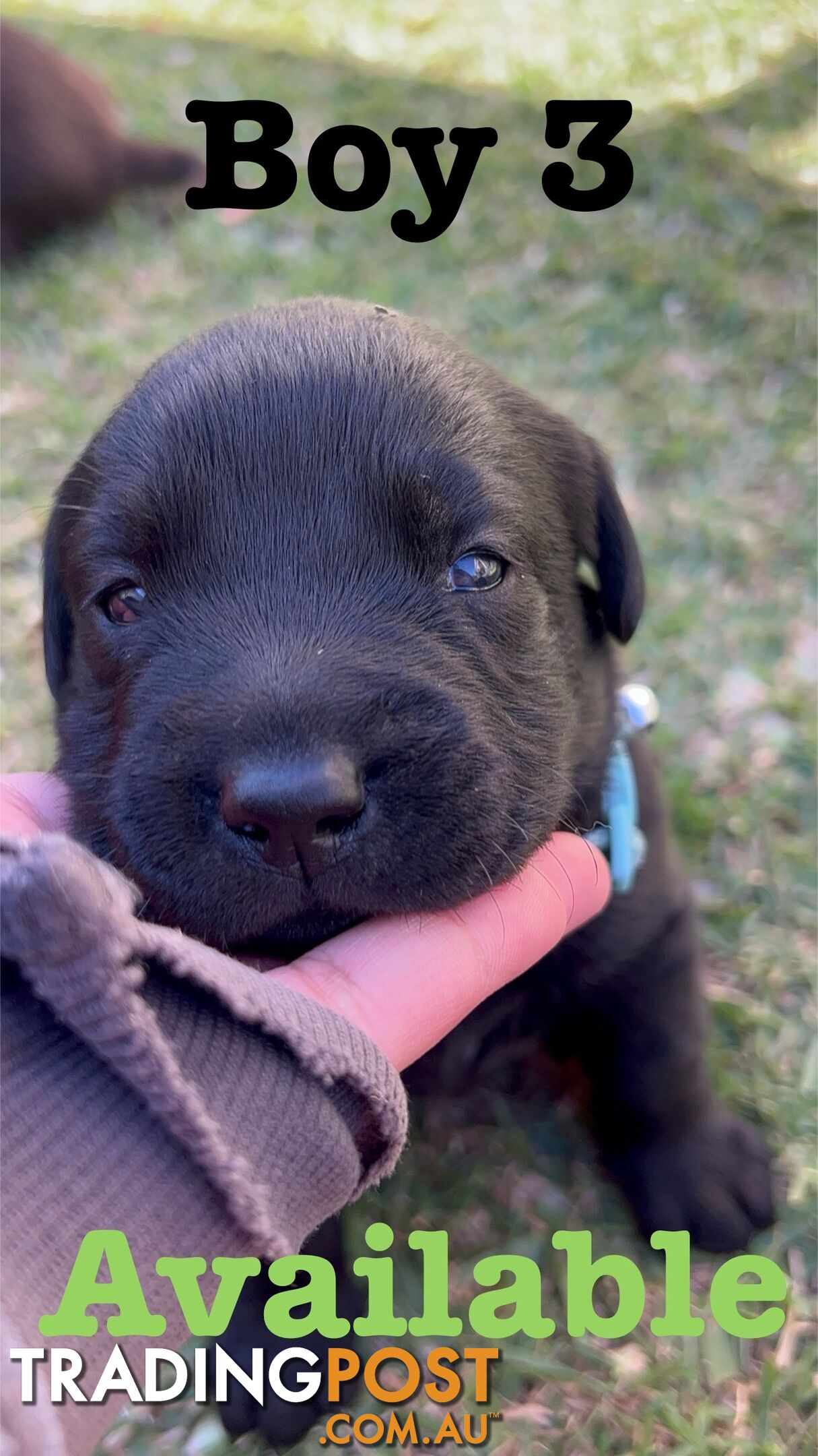 Expressions of interest for beautiful Labrador puppies!!!