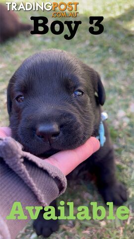 Expressions of interest for beautiful Labrador puppies!!!