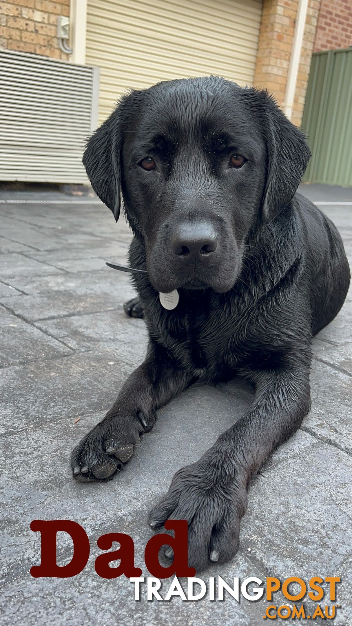 Expressions of interest for beautiful Labrador puppies!!!