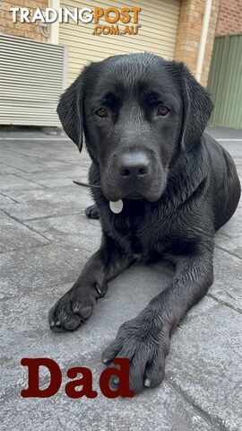 Expressions of interest for beautiful Labrador puppies!!!