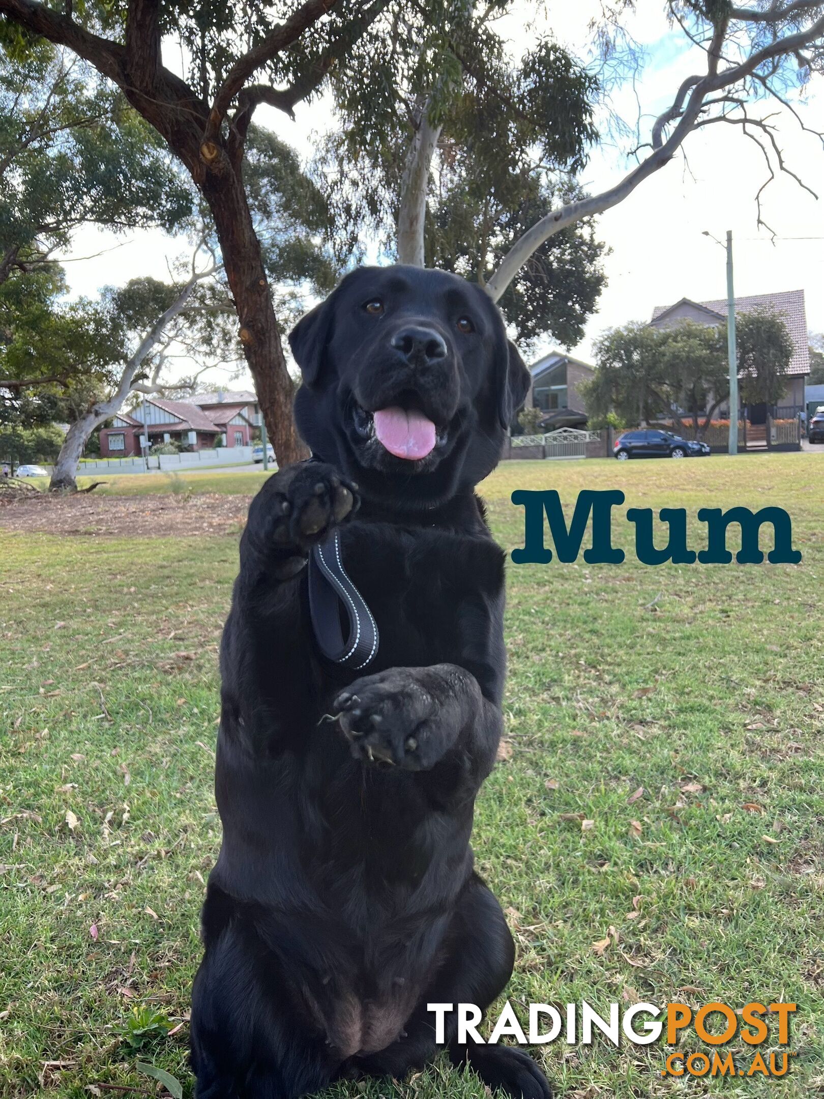 Expressions of interest for beautiful Labrador puppies!!!