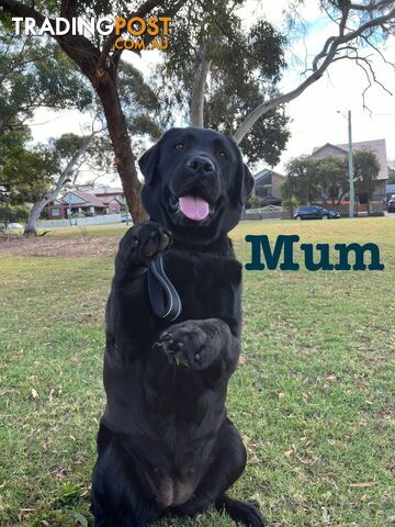 Expressions of interest for beautiful Labrador puppies!!!