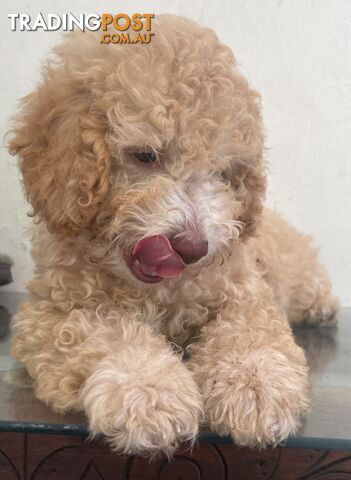 Gorgeous Purebred Poodle (Miniature) for new home is waiting!