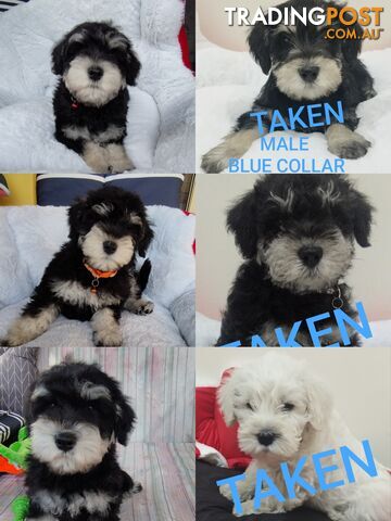3 Adorable Female Schnoodle Puppies Ready for their Forever Home