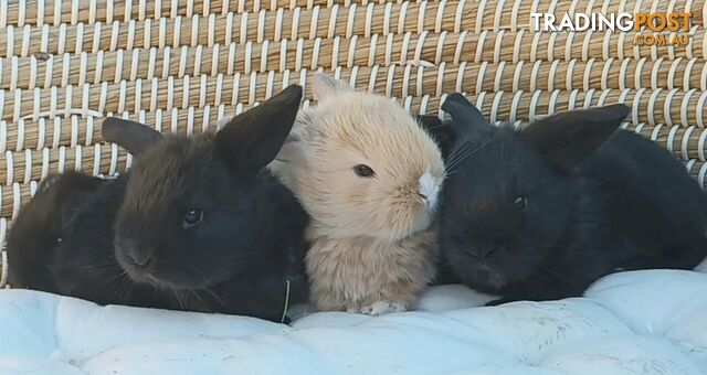 Bunnies rabbits,  purebred mini lop rabbits