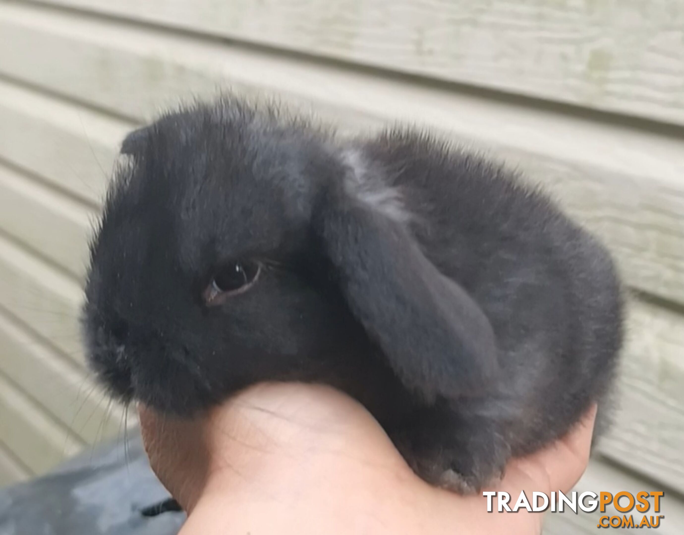 Bunnies rabbits,  purebred mini lop rabbits