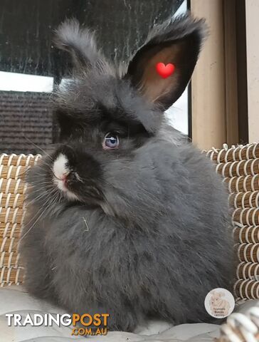 Rabbits Bunnies purebred English Angora baby bunnies