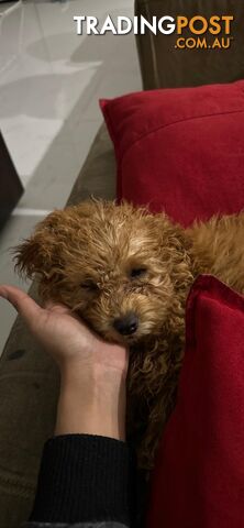 Toy cavoodle female pup for sale