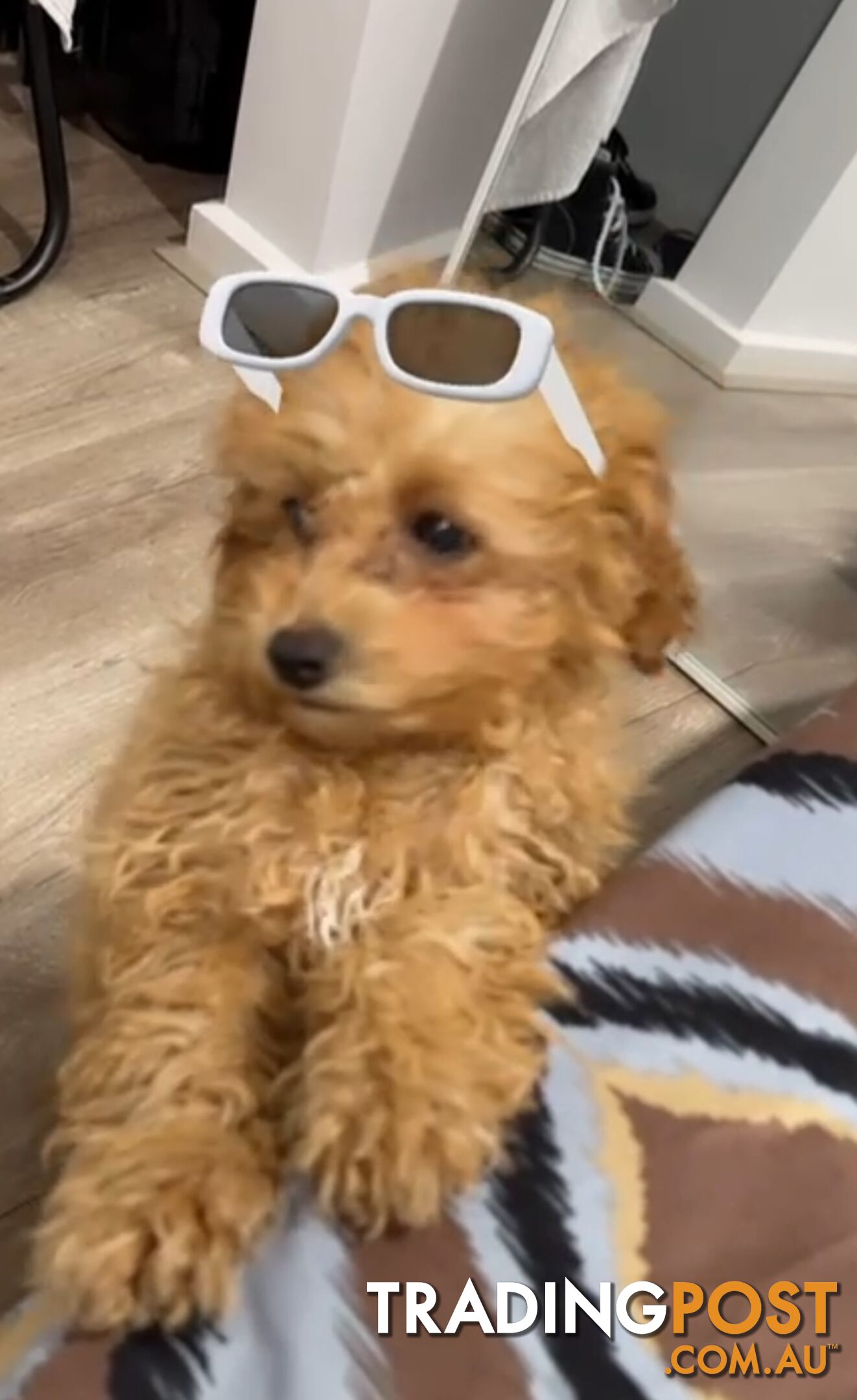 Toy cavoodle female pup for sale