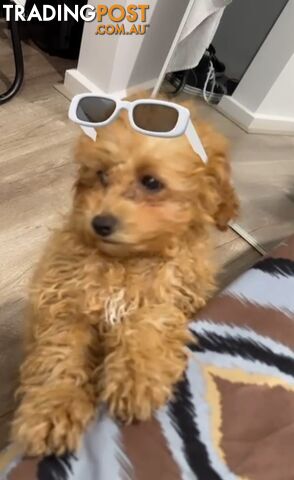 Toy cavoodle female pup for sale