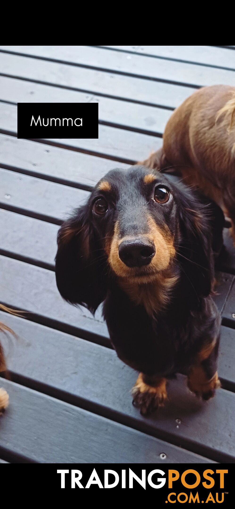 Long Haired Miniature Dachshund Puppies