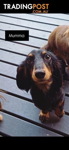 Long Haired Miniature Dachshund Puppies