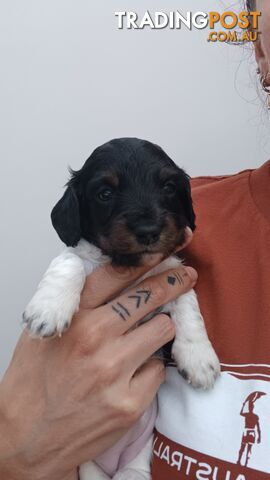 Long Haired Miniature Dachshund Puppies