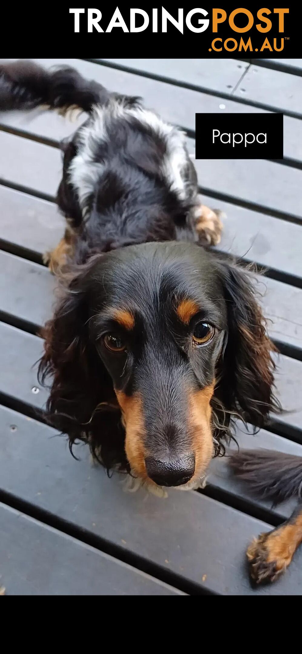 Long Haired Miniature Dachshund Puppies