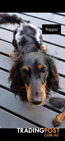 Long Haired Miniature Dachshund Puppies