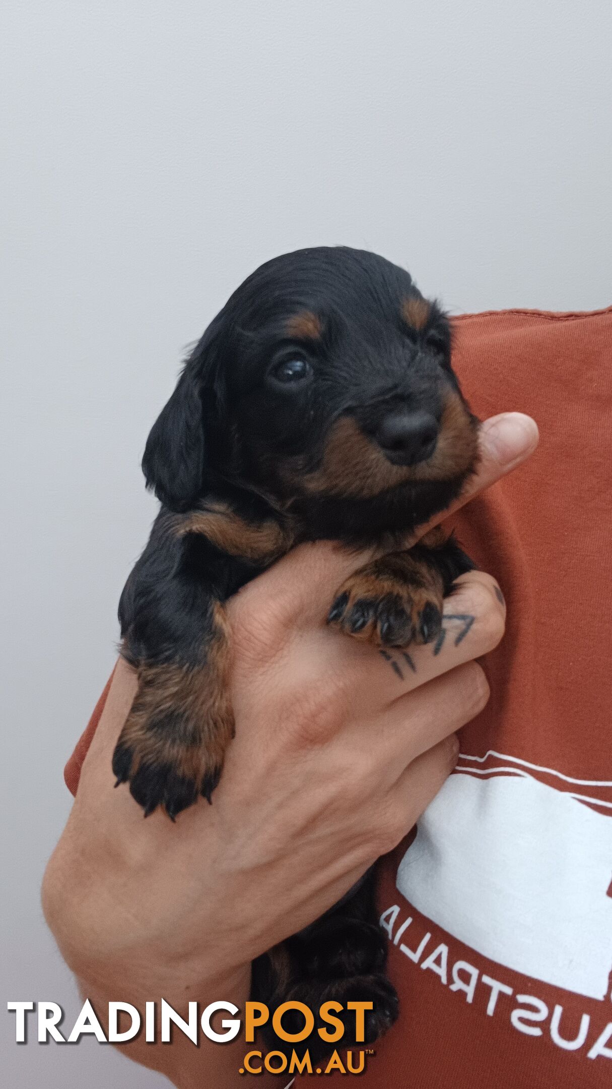 Long Haired Miniature Dachshund Puppies