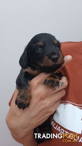 Long Haired Miniature Dachshund Puppies