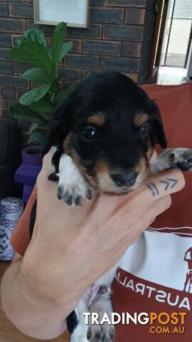 Long Haired Miniature Dachshund Puppies