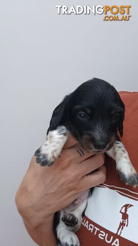 Long Haired Miniature Dachshund Puppies