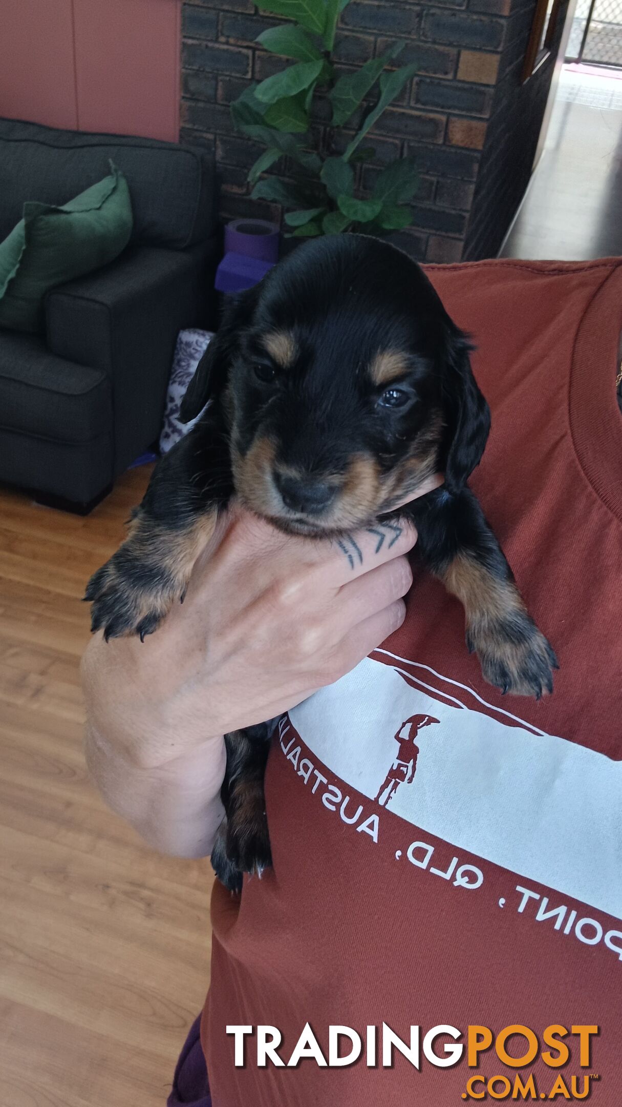 Long Haired Miniature Dachshund Puppies