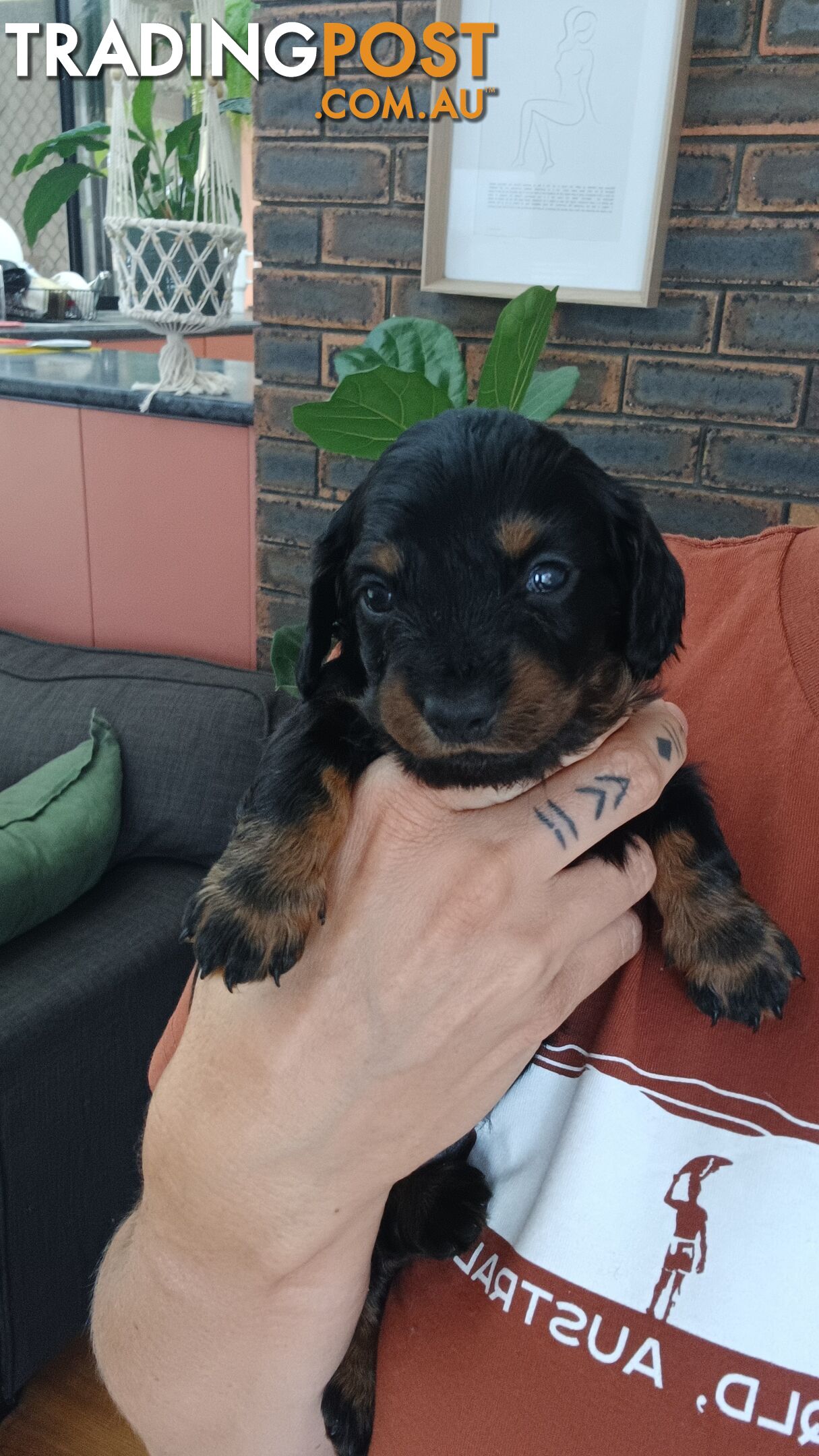 Long Haired Miniature Dachshund Puppies