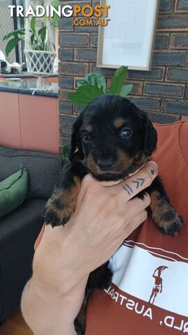 Long Haired Miniature Dachshund Puppies