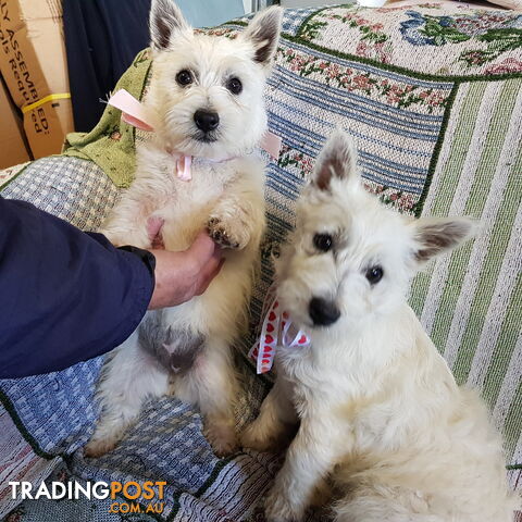 West Highland Terrier x Bichon Frise 3 Gorgeous Male Puppies seeking ...
