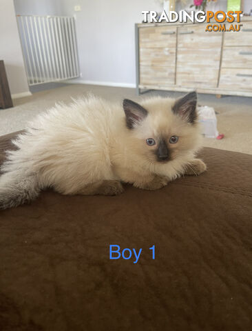 Chocolate point ragdoll kittens