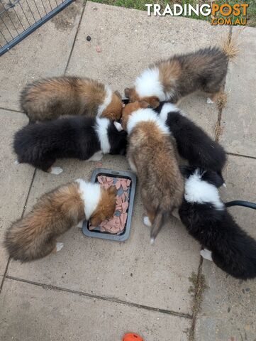 Pure Bred Rough Collie Lassie Puppies