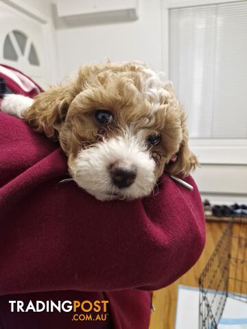 Gorgeous Maltese/Toy poodle puppies
