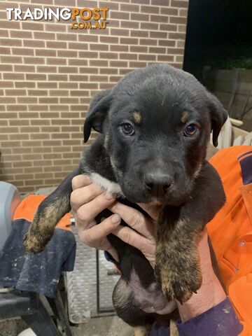 Rottweiler x Cane Corso puppies